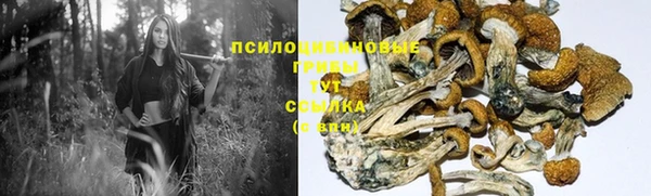 стафф Вязьма